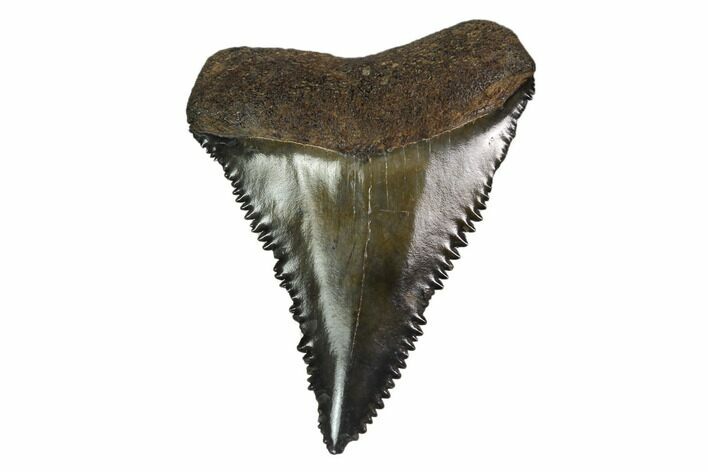 Serrated, Fossil Great White Shark Tooth #158856